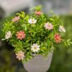 Kleine Margerite