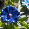 Kornblume