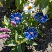 Kornblume