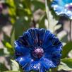 Kornblume - Blau