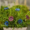 Kornblume