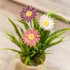 Riesige Margerite