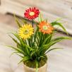 Riesige Margerite