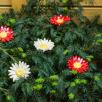 Riesige Margerite