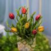 Tulpe