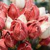 Tulpe