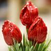 Tulpe