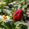 Tulpe