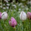 Tulpe