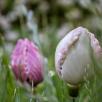 Tulpe