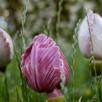 Tulpe
