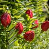 Tulpe