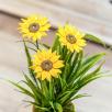 Riesige Sonnenblume