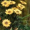 Riesige Sonnenblume