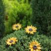 Riesige Sonnenblume