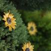 Riesige Sonnenblume
