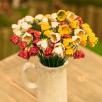 Primrose