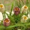 Krokus