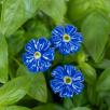 Mini Kornblume - Blau