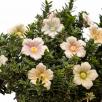 Kirschblüte