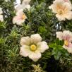 Kirschblüte