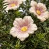 Kirschblüte
