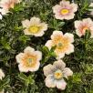 Kleine Kirschblüte 