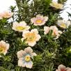 Kleine Kirschblüte 