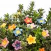 Mirabilis