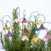 Hängende Glockenblume