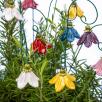 Hängende Glockenblume