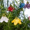 Hängende Glockenblume