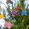 Hängende Glockenblume