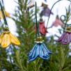 Hängende Glockenblume