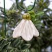 Mini Hängende Glockenblume - Weiß