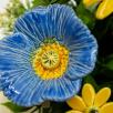 Große Tischdekoration mit Gartenmohnblumen - Blau