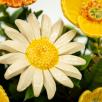 Große Tischdekoration mit Gartenmohnblumen