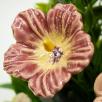 Große Tischdekoration mit Hibiskus