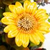 Große Kürbistopf-Tischdekoration mit Dekosonnenblumen