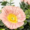 Premium-Tischdekoration mit  Glockenblume