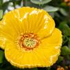 Premium-Tischdekoration mit  Glockenblume