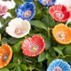 Kleiner Gartenmohn
