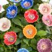 Kleiner Gartenmohn