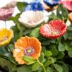 Kleiner Gartenmohn