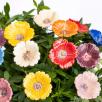 Gartenmohn