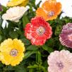 Gartenmohn