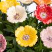 Gartenmohn