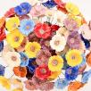 Gartenmohn