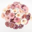 Gartenmohn