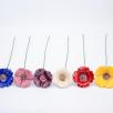 Gartenmohn